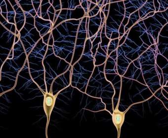Геймеры помогают ученым исследовать головной мозг и открывать новые типы нейронов