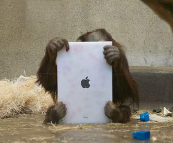 Орангутанги предпочитают iPad